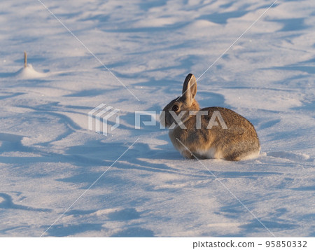 Cottontail rabbit in a snowy field in the morning sun Cottontail rabbit in a snowy field in the morning sun 95850332