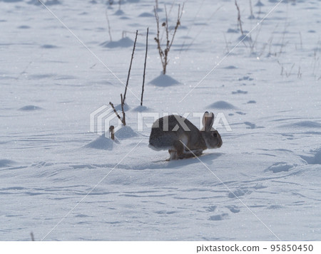 A cottontail rabbit jumping on a snowy field 95850450