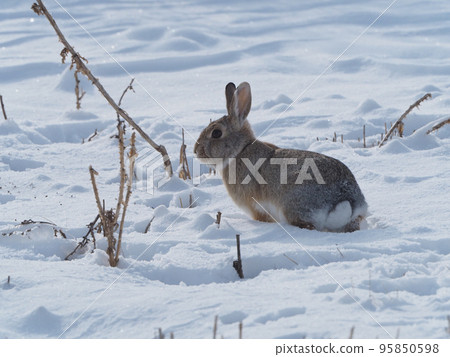 A cottontail rabbit moving through a snowy field 95850598