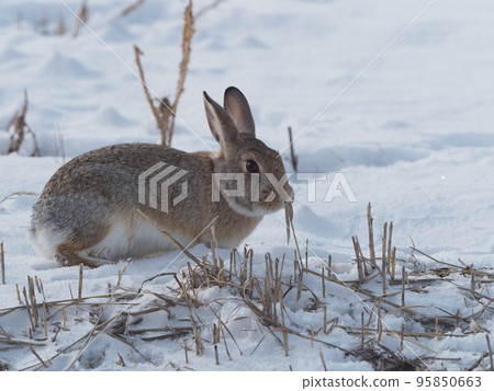 A cottontail rabbit chewing on a dead plant stalk in a snowy field 95850663