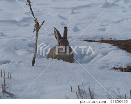 A cottontail rabbit sitting still in a hole in the snowfield 95850665