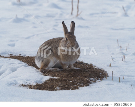A cottontail rabbit resting on thawed soil 95850669