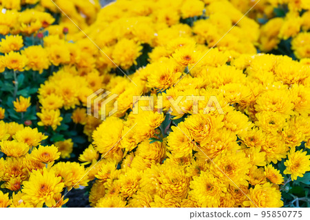 Fresh bright yellow chrysanthemums bushes in autumn garden Fresh bright yellow chrysanthemums bushes in autumn garden 95850775