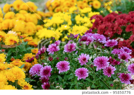 Fresh bright red, purple and yellow chrysanthemums bushes in autumn garden Fresh bright red, purple and yellow chrysanthemums bushes in autumn garden 95850776