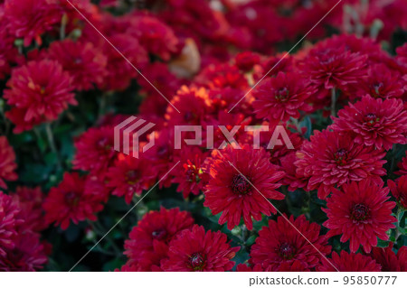 Fresh bright red chrysanthemums bushes in autumn garden Fresh bright red chrysanthemums bushes in autumn garden 95850777