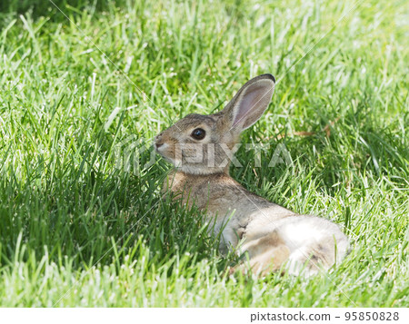 Cottontail rabbit lying on a green meadow Cottontail rabbit lying on a green meadow 95850828