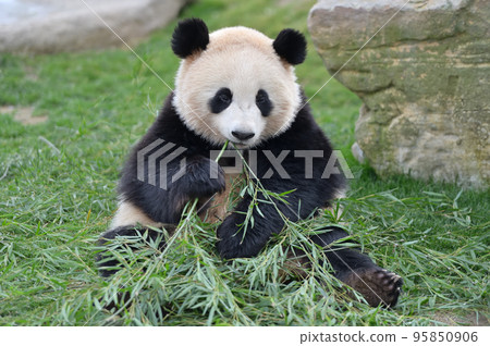 美味地吃竹子的櫻濱 95850906