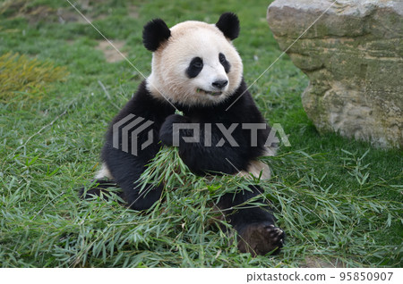 美味地吃竹子的櫻濱 95850907