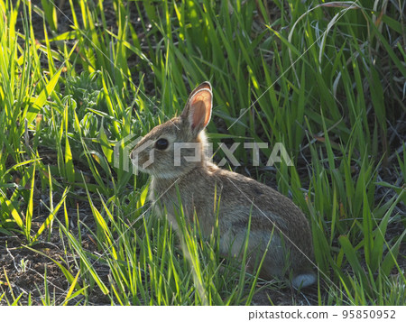 A baby rabbit sitting still in the grass 95850952