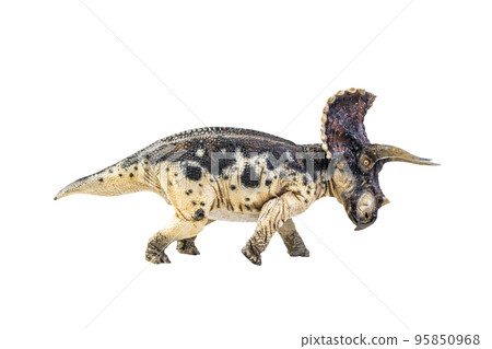 dinosaur , Triceratops on isolated background clipping path dinosaur , Triceratops on isolated background clipping path 95850968