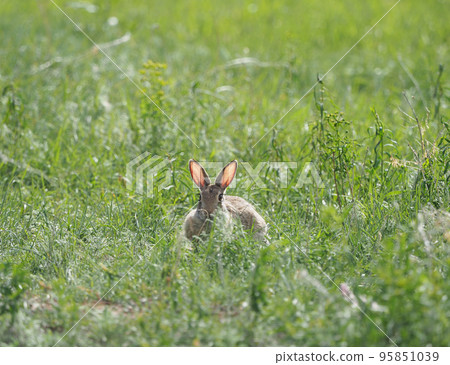 A cottontail rabbit with glowing ears in a spring meadow A cottontail rabbit with glowing ears in a spring meadow 95851039
