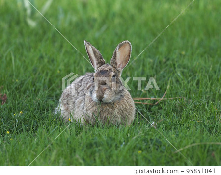 Cottontail rabbit eating grass in the meadow 95851041