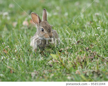 A baby rabbit eating grass in the meadow in early summer 95851044