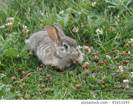 A baby rabbit resting in a meadow of white clover 95851045