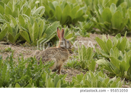 Cottontail rabbit in the grass Cottontail rabbit in the grass 95851050
