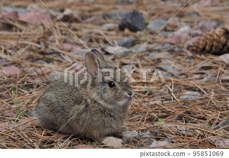 A young cottontail rabbit sitting still 95851069