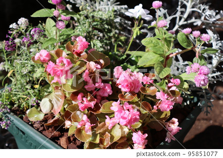 Flower group planting of double-flowered begonia 95851077
