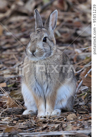 一隻棉尾兔在落葉上擺出前腿乖巧的姿勢 95851239