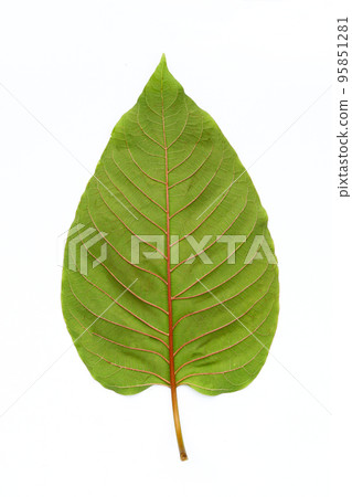 Mitragyna speciosa, Fresh kratom leaf on white background Mitragyna speciosa, Fresh kratom leaf on white background 95851281