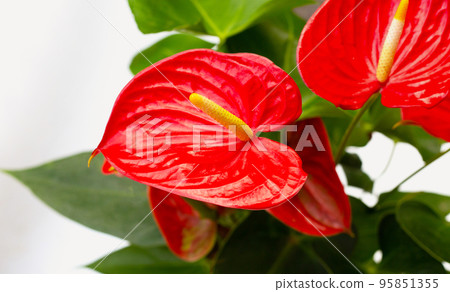 Flamingo flower or pigtail anthurium 95851355
