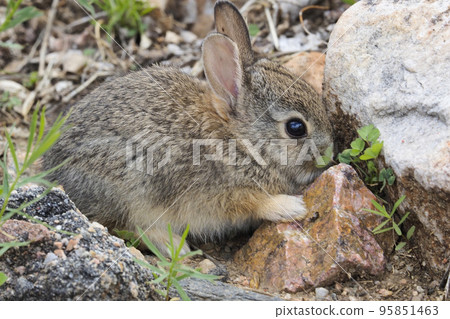 Close-up of a cute baby rabbit trying to eat grass in the shade of a rock 95851463