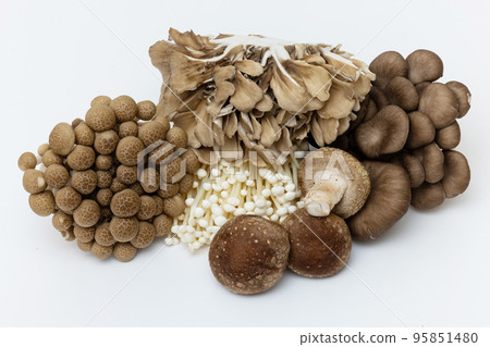 Mushroom collection 95851480