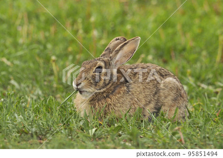 Cottontail rabbit eating grass in spring meadow Cottontail rabbit eating grass in spring meadow 95851494