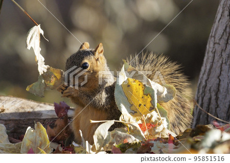 A yellow fox squirrel chewing nuts next to a stump among fallen leaves 95851516