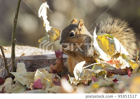 A yellow fox squirrel chewing nuts next to a stump among fallen leaves 95851517