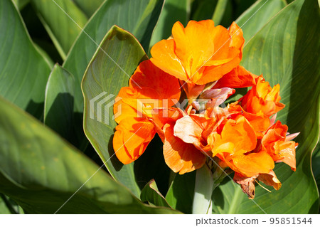 Beautiful canna flower with green leaves in the garden 95851544