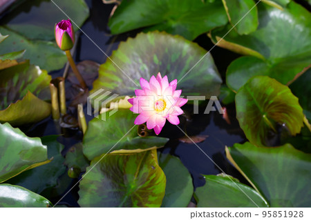 Beautiful blooming Nymphaea lotus flower with leaves, Water lily pot Beautiful blooming Nymphaea lotus flower with leaves, Water lily pot 95851928