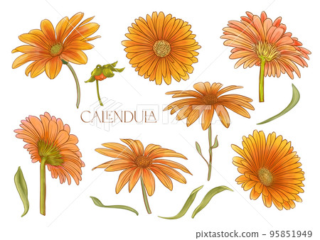 Calendula medicinal herbs and flowers. 95851949