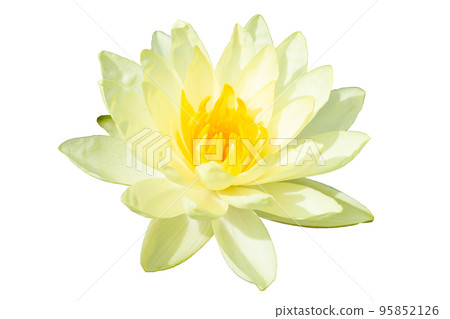 Beautiful blooming Nymphaea lotus. Yellow flower Beautiful blooming Nymphaea lotus. Yellow flower 95852126