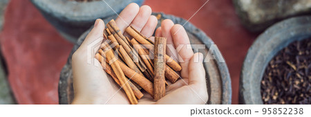 Cinnamon sticks in female hands on a background of spices BANNER long format 95852238
