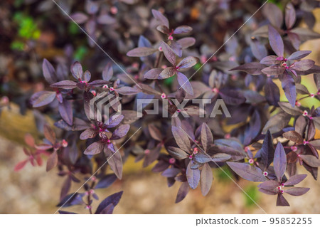 leaf of mukunu wenna alternanthera plant medicinal flower. sessile joyweed 95852255