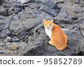 Terrified stray cat looking for food on the beach 95852789