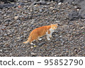 Terrified stray cat looking for food on the beach 95852790