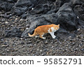 Terrified stray cat looking for food on the beach 95852791