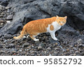 Terrified stray cat looking for food on the beach 95852792