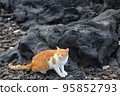 Terrified stray cat looking for food on the beach 95852793