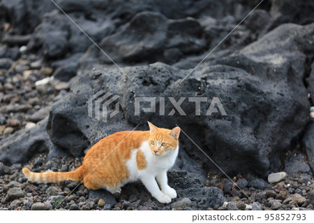 Terrified stray cat looking for food on the beach 95852793