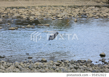 Wild birds living in rivers 95852822