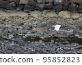 Wild birds living in rivers 95852823