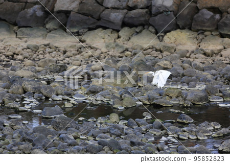 Wild birds living in rivers Wild birds living in rivers 95852823
