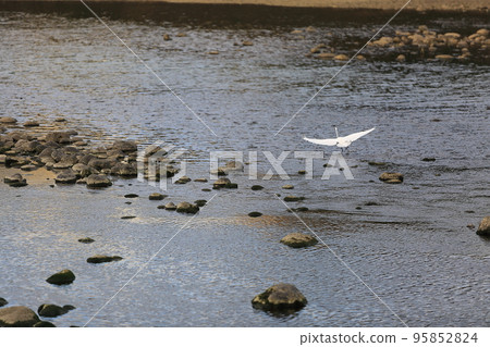 Wild birds living in rivers 95852824