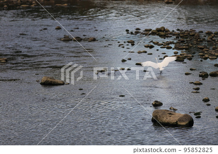 生活在河流中的野鳥 生活在河流中的野鳥 95852825