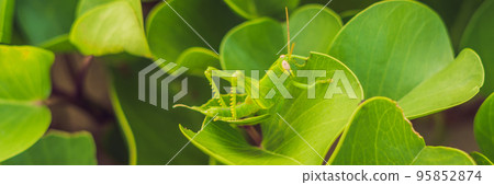 The green grasshopper on the green leaf disguised himself BANNER, long format 95852874