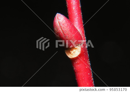 Nejiki winter buds and leaf scars 95853170