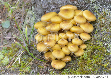 Naratake 95853761