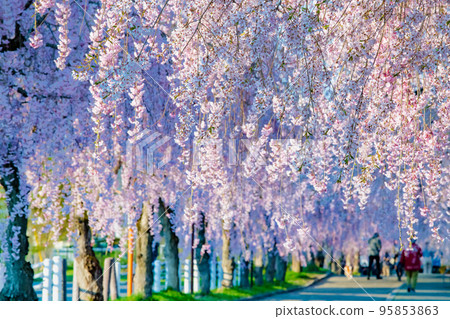 Fukushima Prefecture Weeping cherry trees in full bloom on the Nicchu Line Fukushima Prefecture Weeping cherry trees in full bloom on the Nicchu Line 95853863